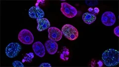 Cours : Schéma cellule eucaryote